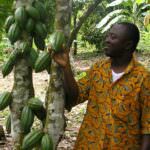 Des solutions innovantes pour améliorer le revenu vital des producteurs de cacao