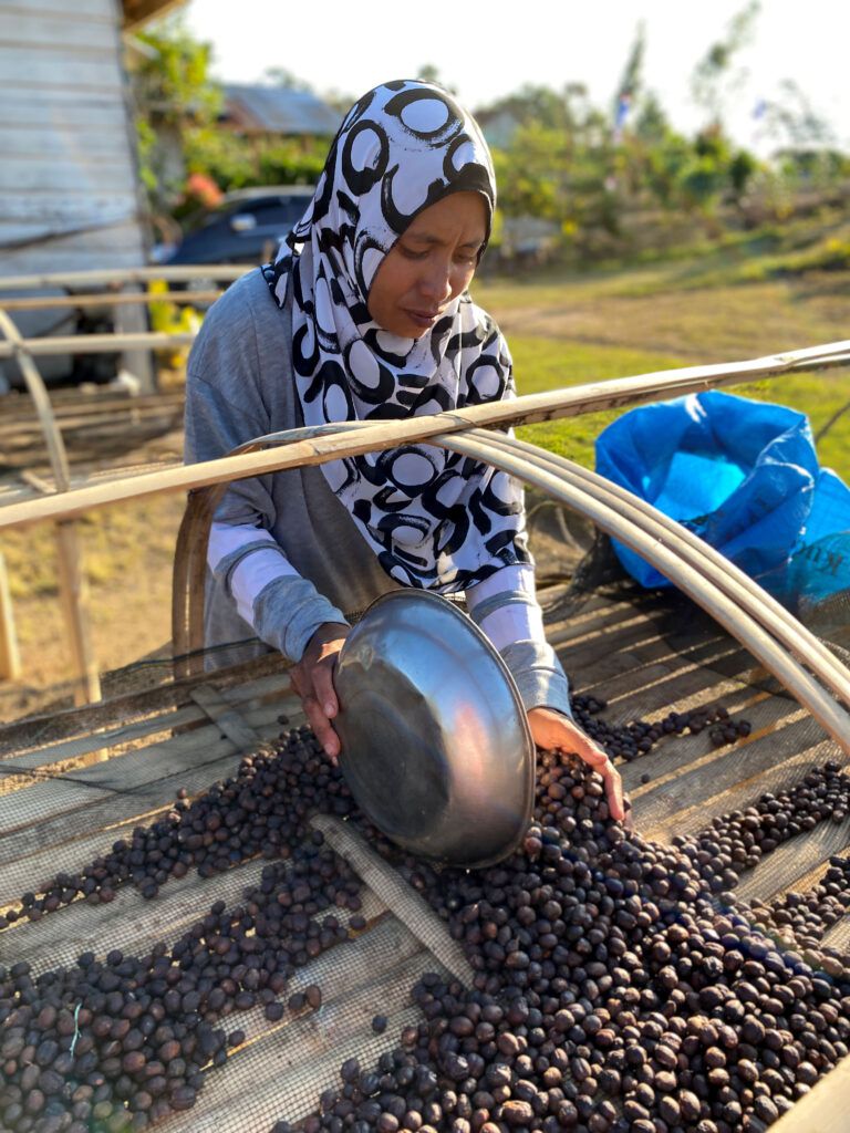 woman sorts coffee cherries