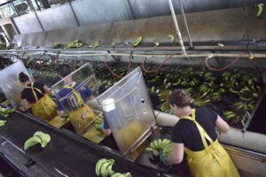 Trabajadoras en planta de bananos