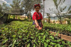 Elder woman from the Mam Indigenous community in Cajolá, Quetzaltenango standing in a tree nursery